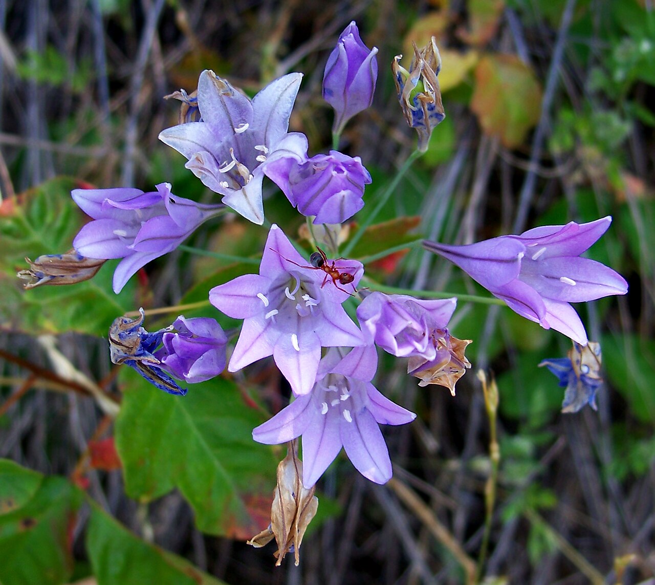 Ithuriel's Spear (Triteleia laxa) - PlantNative.org Ithuriel's spear umbel with a native ant visiting the open blue-violet flowers, with seed capsules forming on older blooms