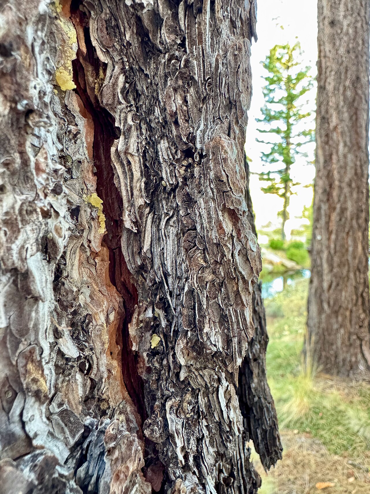 Jeffrey Pine (Pinus jeffreyi) - PlantNative.org Close-up of thick, deeply furrowed reddish-brown Jeffrey pine (Pinus jeffreyi) bark with puzzle-piece plates