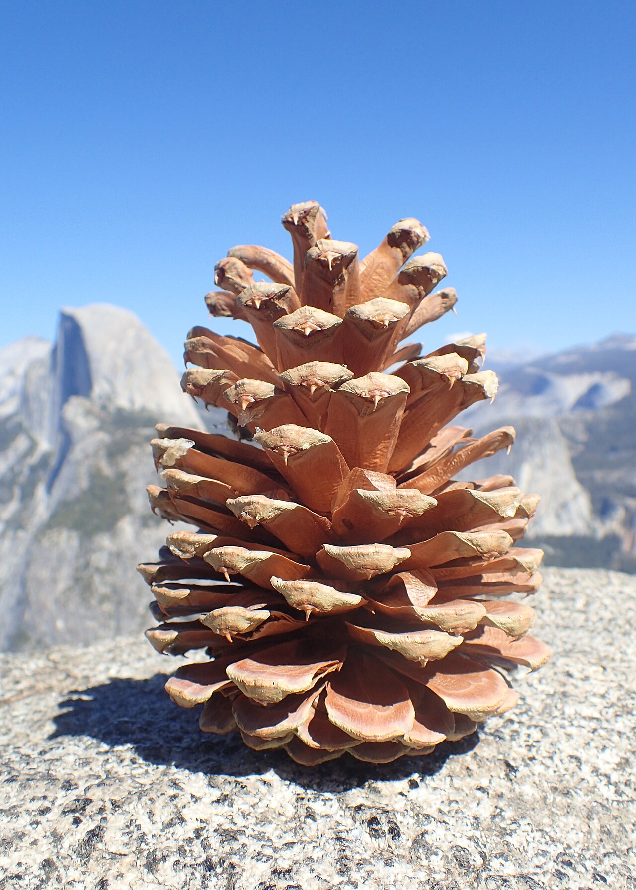Jeffrey Pine (Pinus jeffreyi) - PlantNative.org Large Jeffrey pine (Pinus jeffreyi) cone with inward-curving prickles photographed at Glacier Point, Yosemite National Park
