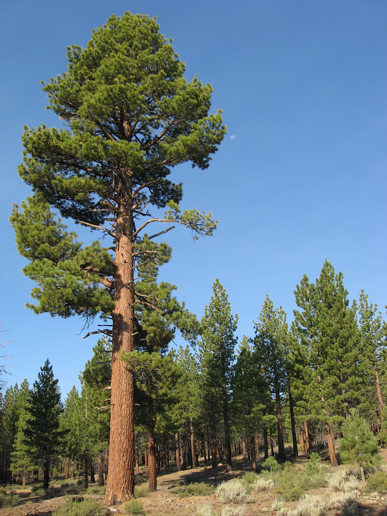 Jeffrey Pine (Pinus jeffreyi) - PlantNative.org Tall mature Jeffrey pine (Pinus jeffreyi) with reddish-brown bark standing above a dry pine forest near Mono Lake, California
