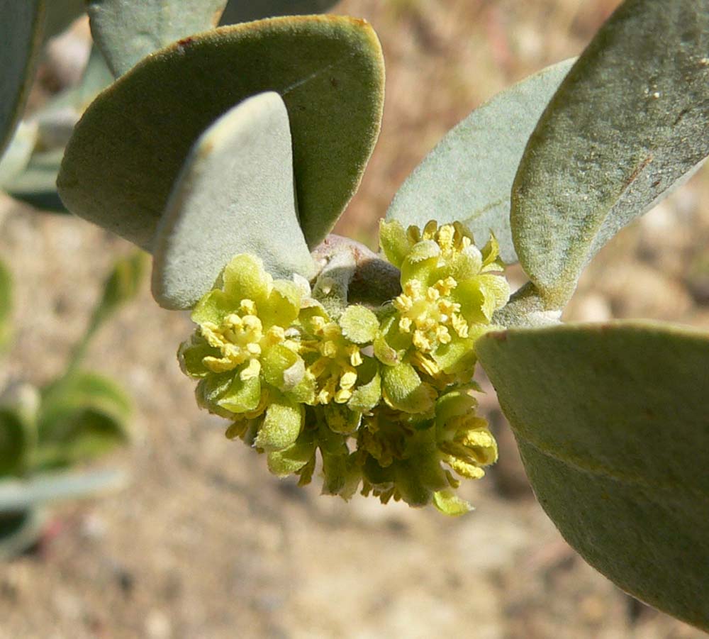 Jojoba (Simmondsia chinensis) - PlantNative.org Close-up of small greenish-yellow jojoba flower clusters nestled among thick, leathery blue-gray leaves