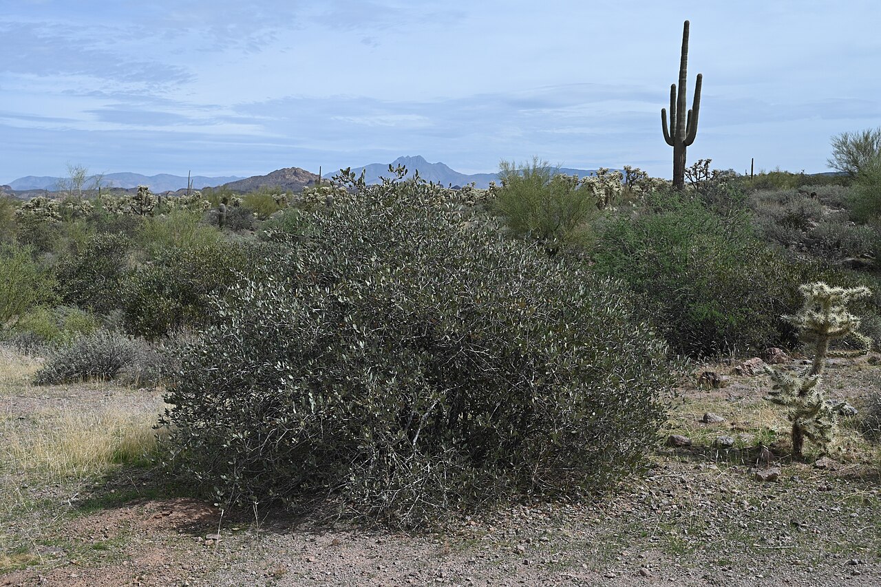 Jojoba (Simmondsia chinensis) - PlantNative.org Jojoba (Simmondsia chinensis) rounded gray-green desert shrub growing among saguaro and cholla in Arizona