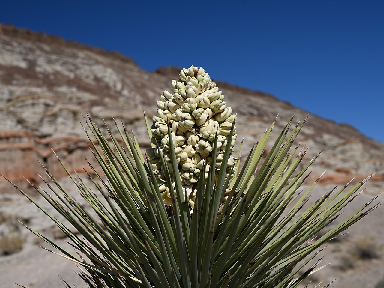 Joshua tree (Yucca brevifolia) flower cluster with creamy white bell-shaped blossoms atop a desert hillside
