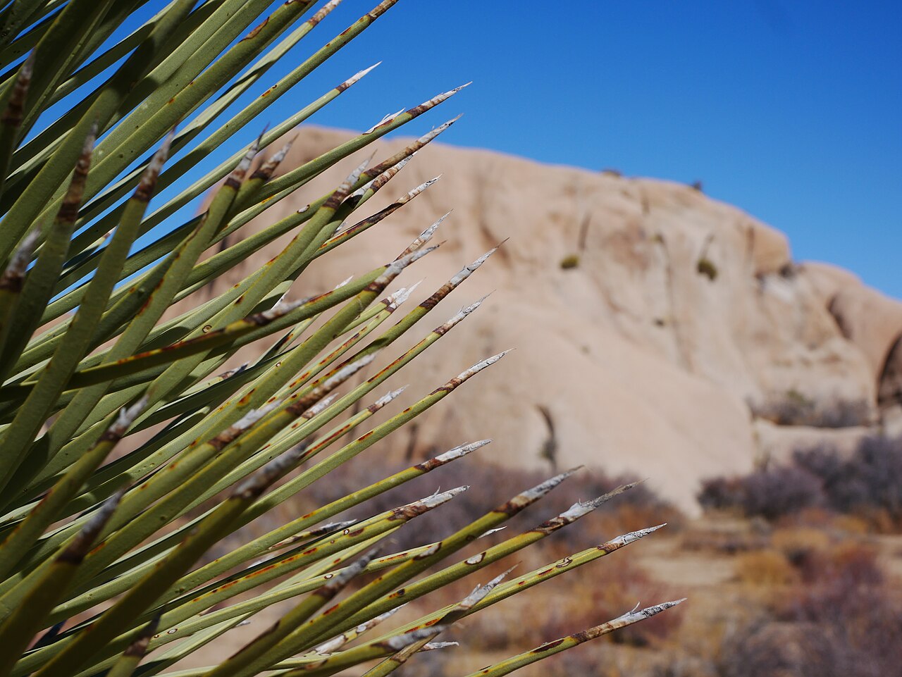 Close-up of Joshua tree (Yucca brevifolia) leaf tips showing sharp, rigid points and pale serrated margins