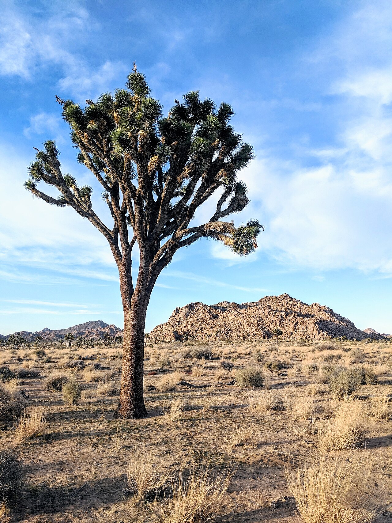 Joshua tree (Yucca brevifolia) standing alone on a desert flat with rocky outcrops in the background, Mojave Desert