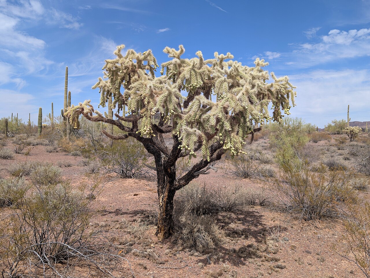 Jumping cholla (Cylindropuntia fulgida) in flower and fruit near Organ Pipe Cactus National Monument, Arizona, with saguaros in the background