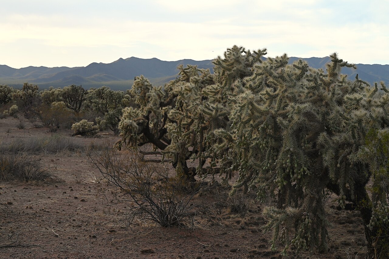 Jumping cholla (Cylindropuntia fulgida) forming a dense stand on the Arizona desert floor near Wahak Hotrontk
