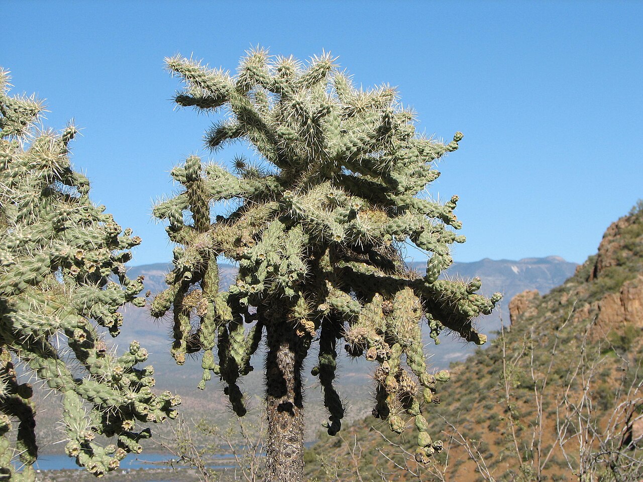 Jumping cholla (Cylindropuntia fulgida) tree form with hanging chains of fruit, Tonto National Forest, Arizona