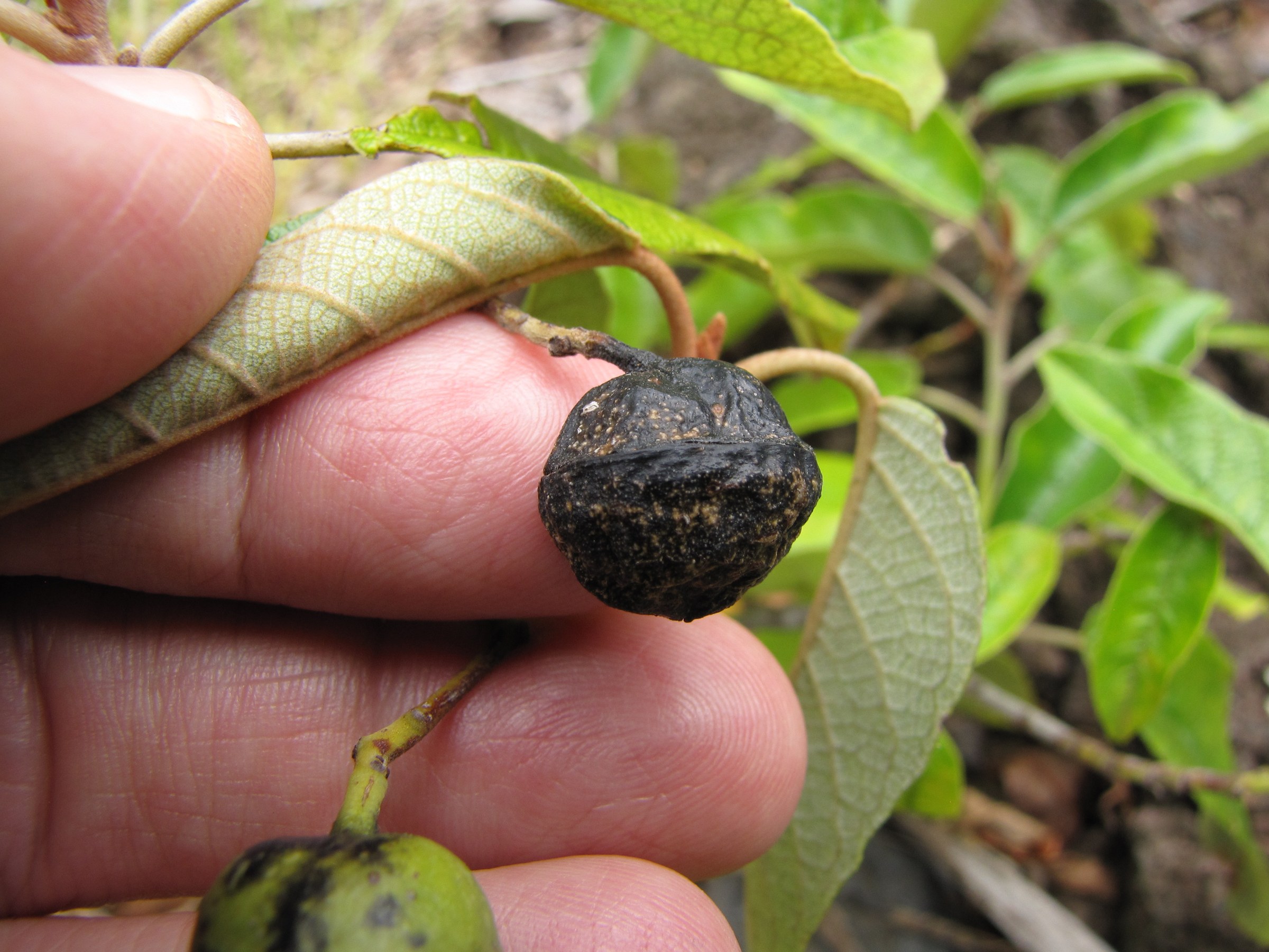 Kauila (Alphitonia ponderosa) - PlantNative.org Close-up of kauila fruit, a dark fleshy drupe, held next to the shiny ovate leaves with rust-colored veins underneath