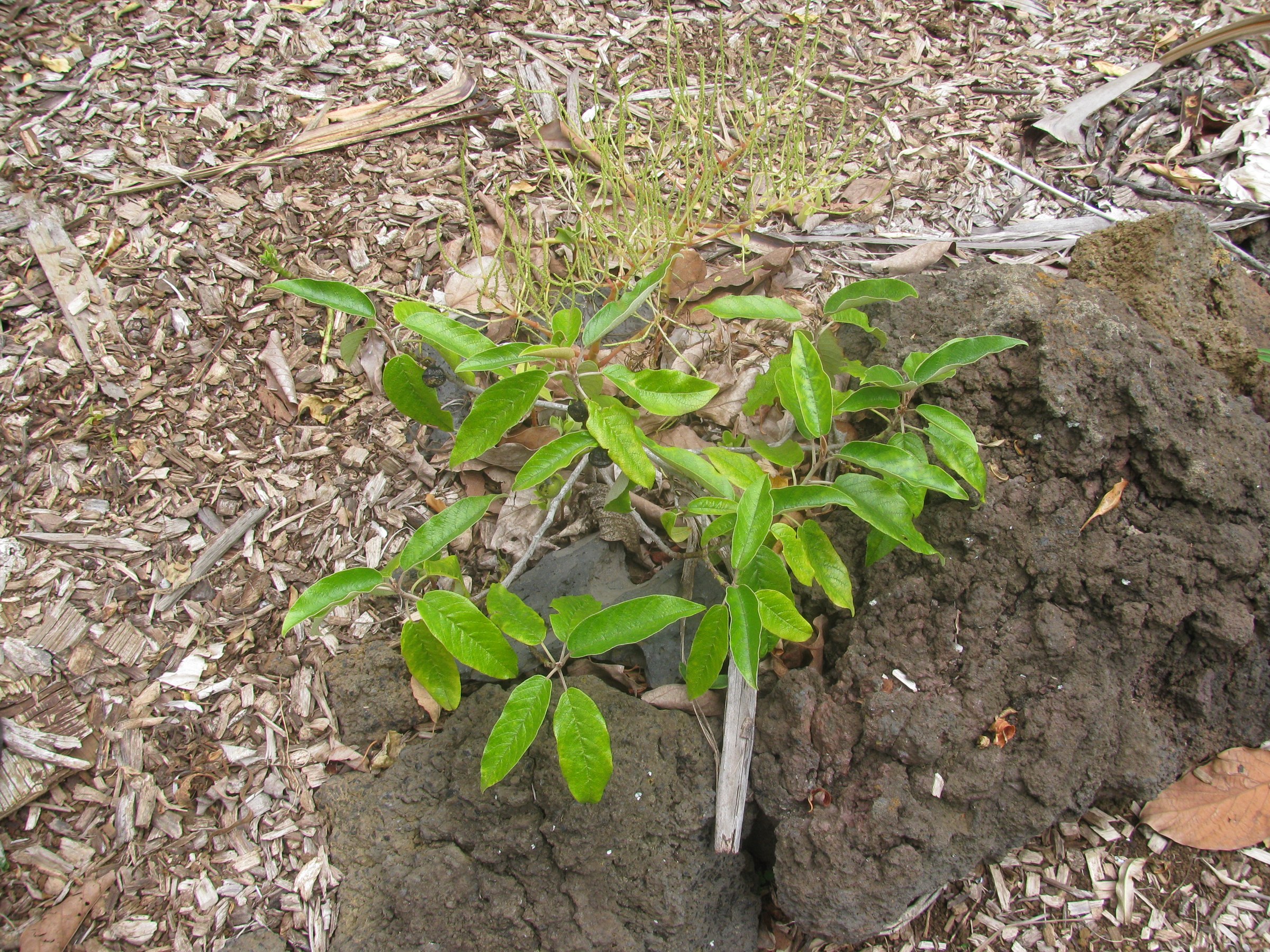 Kauila (Alphitonia ponderosa) - PlantNative.org Young kauila sapling with glossy ovate leaves growing from volcanic cinder soil in a Hawaiian restoration planting