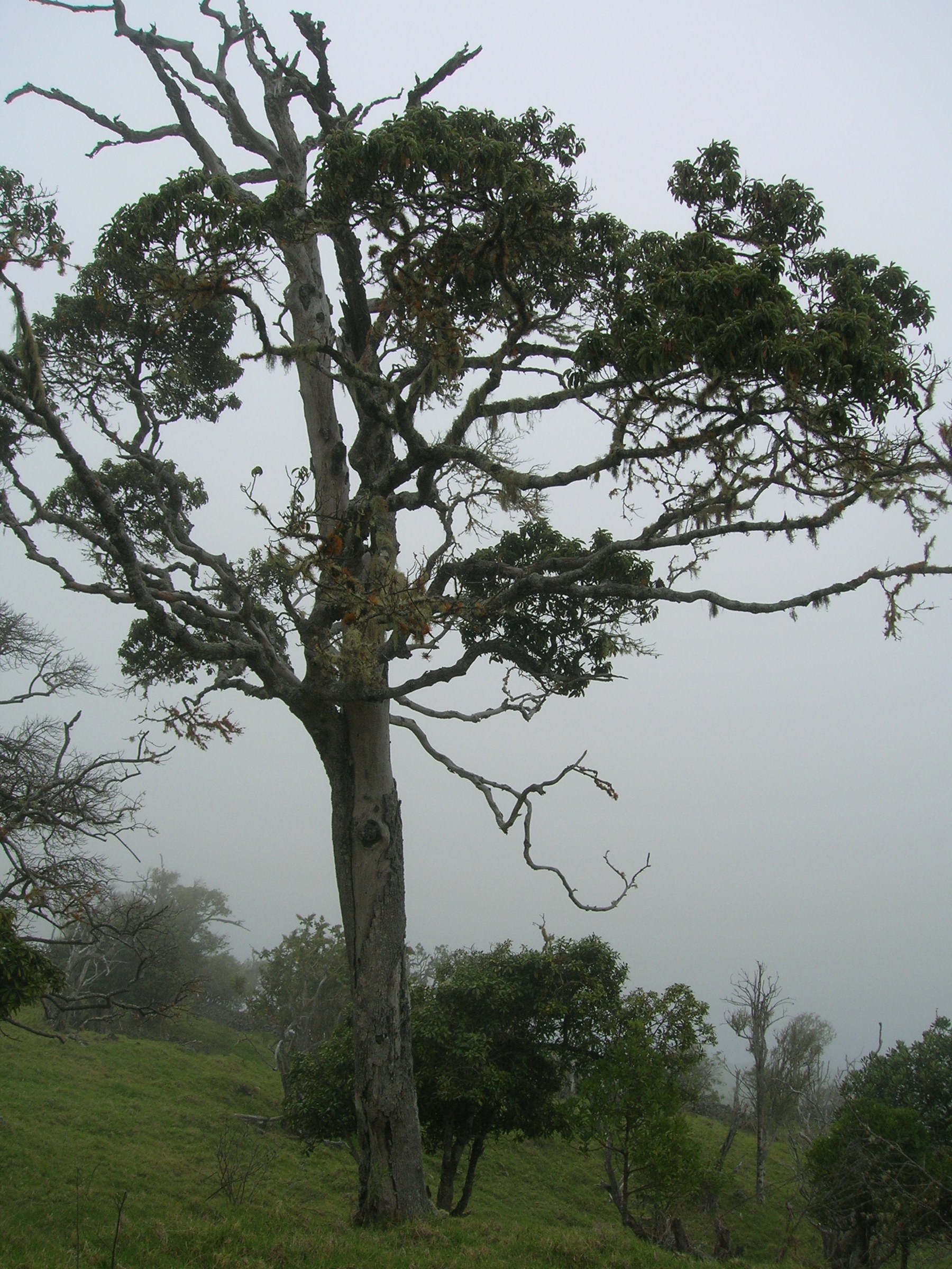 Kauila (Alphitonia ponderosa) - PlantNative.org Mature kauila (Alphitonia ponderosa) tree with a lichen-covered trunk and rounded crown growing on a misty Hawaiian hillside