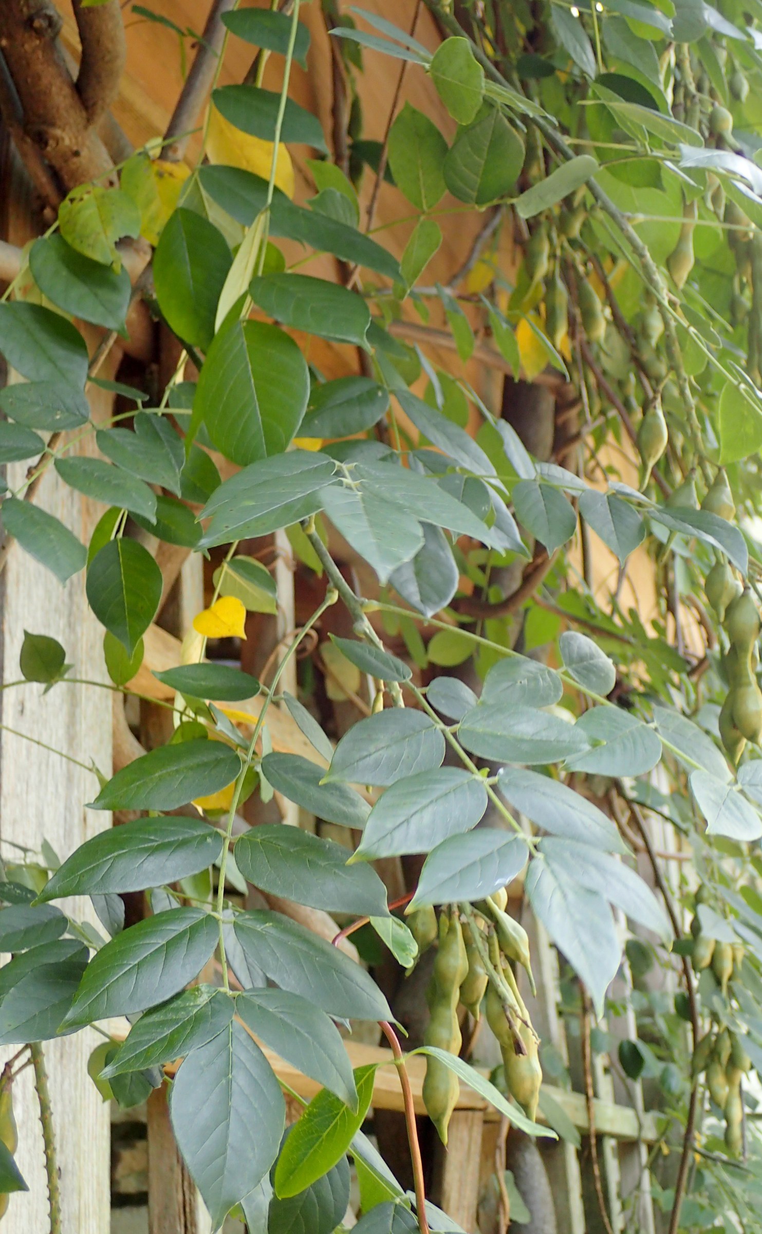 Kentucky Wisteria (Wisteria macrostachya) - PlantNative.org Pinnately compound leaves of Kentucky wisteria (Wisteria macrostachya) climbing a trellis