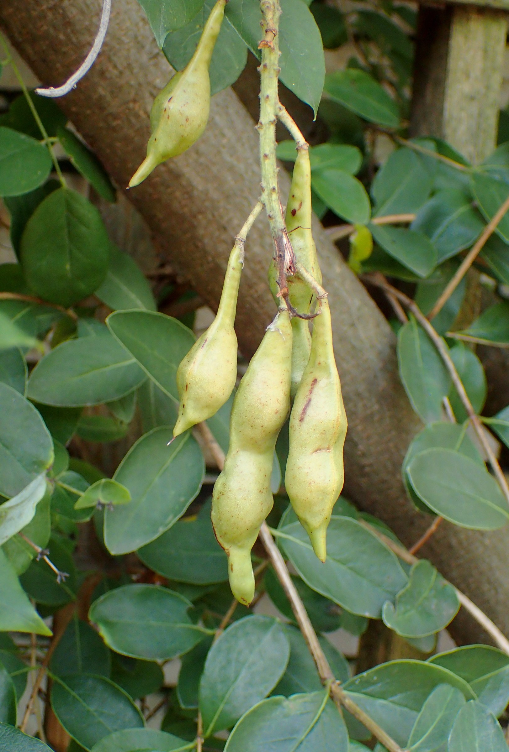 Kentucky Wisteria (Wisteria macrostachya) - PlantNative.org Flattened, tan seed pods of Kentucky wisteria (Wisteria macrostachya) hanging from the vine