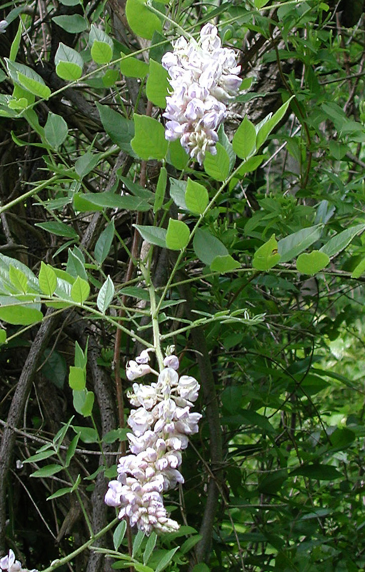 Kentucky Wisteria (Wisteria macrostachya) - PlantNative.org Kentucky wisteria (Wisteria macrostachya) with long pale lavender flower racemes hanging among compound leaves