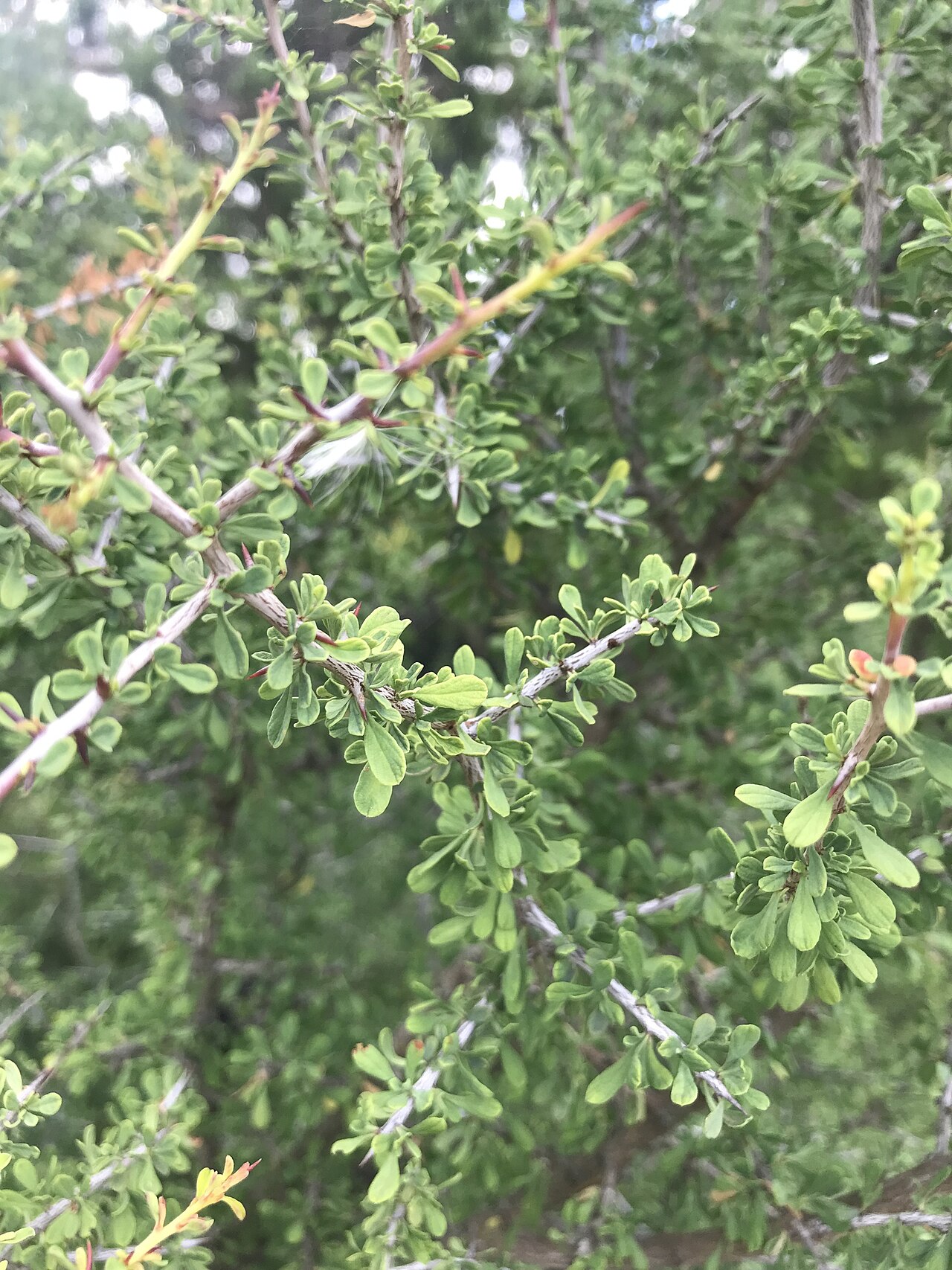 Knifeleaf Condalia (Condalia spathulata) branches showing small clustered leaves and rigid thorny twigs