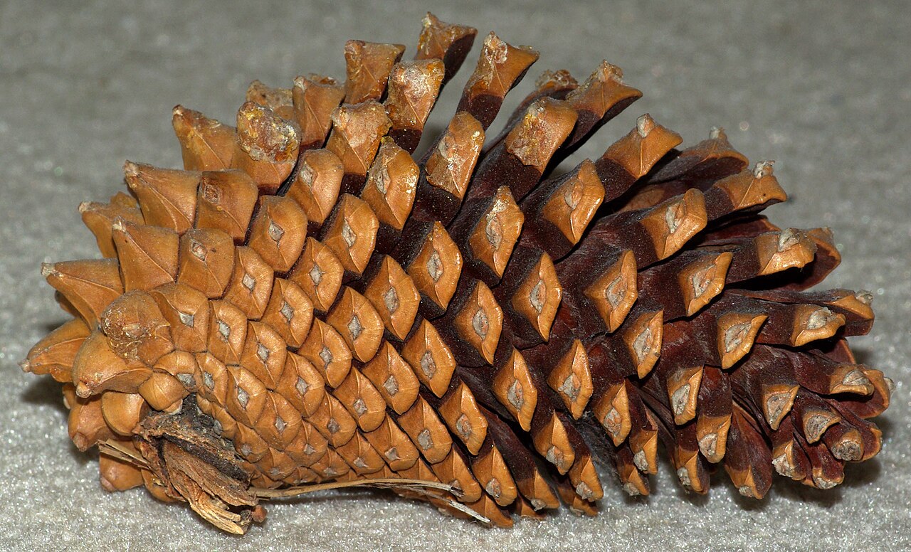 Close-up of a single knobcone pine (Pinus attenuata) cone showing the asymmetrical shape and prominent knob-like projections on each scale