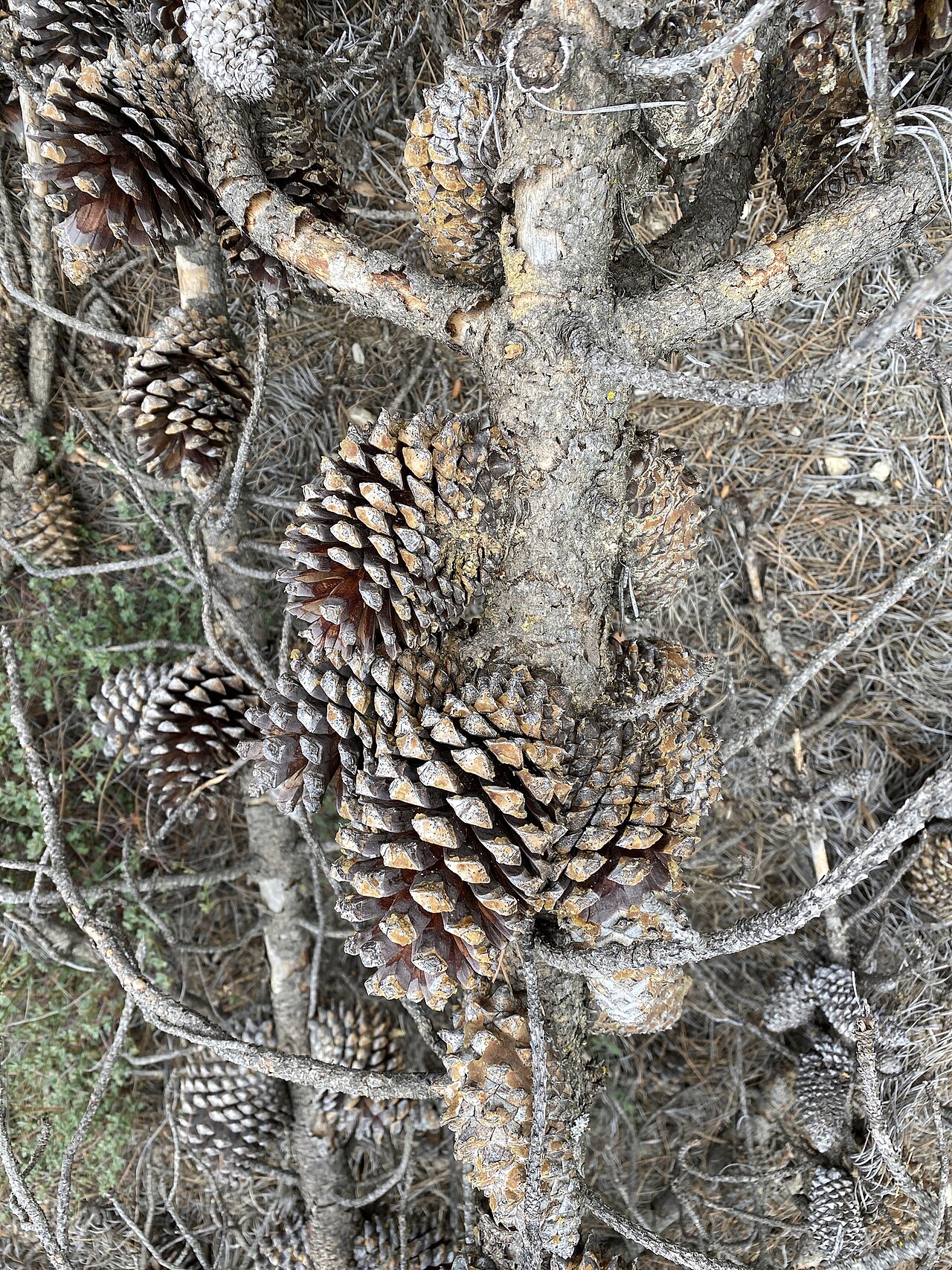 Dense whorled clusters of closed knobcone pine (Pinus attenuata) cones embedded around the trunk and branches of a mature tree
