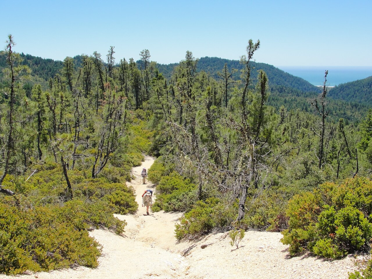 Open stand of knobcone pine (Pinus attenuata) trees along a ridge trail above Big Basin Redwoods State Park, California, with ocean visible in the distance