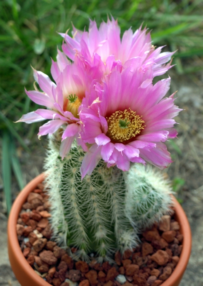Potted lace hedgehog cactus (Echinocereus reichenbachii) subspecies baileyi with bright pink flowers
