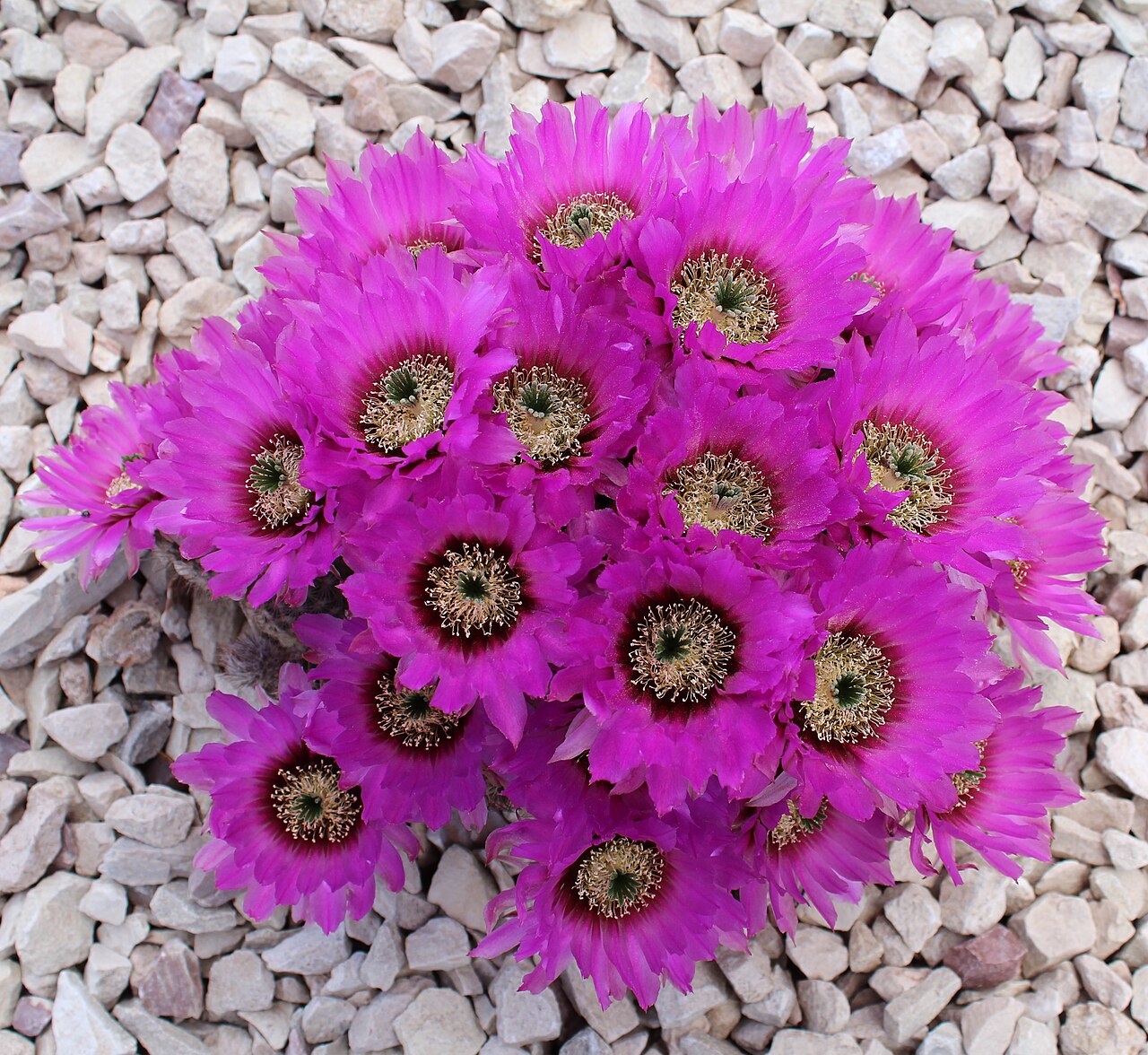 Clump of lace hedgehog cactus (Echinocereus reichenbachii) covered in magenta flowers with dark red centers