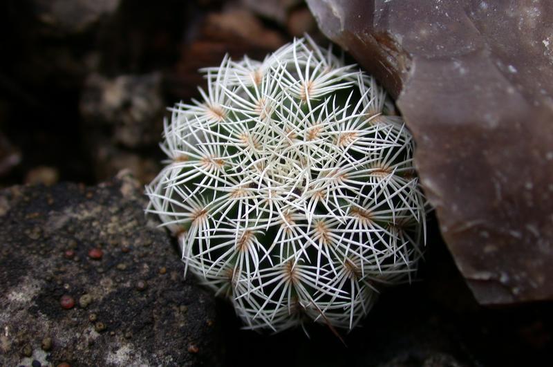 Close-up of the dense, interlacing white spines of lace hedgehog cactus (Echinocereus reichenbachii)