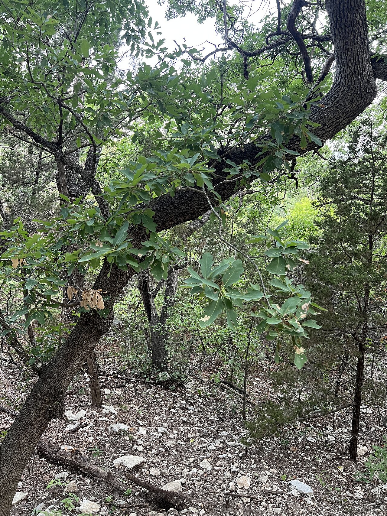 Lacey Oak (Quercus laceyi) - PlantNative.org Lacey oak (Quercus laceyi) growing on a rocky limestone slope in the Texas Hill Country with lobed blue-green leaves