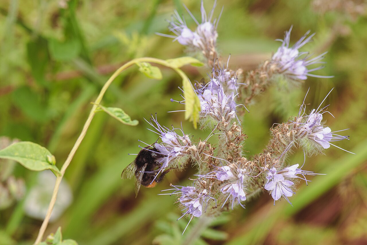 Lacy Phacelia (Phacelia tanacetifolia) - PlantNative.org A bumblebee foraging on lacy phacelia (Phacelia tanacetifolia) flower clusters