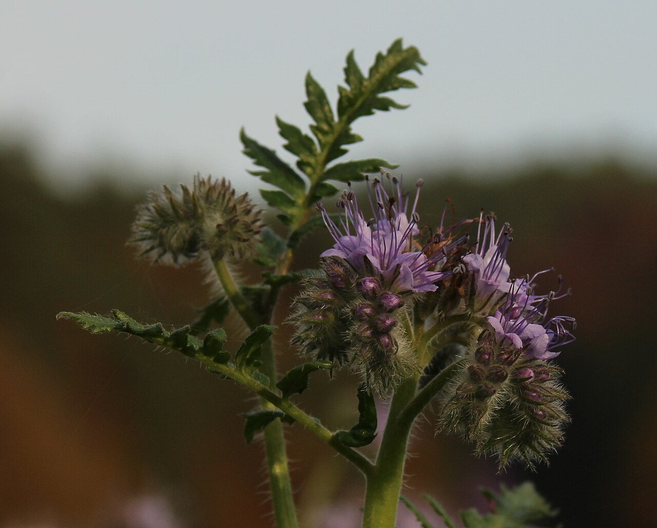 Lacy Phacelia (Phacelia tanacetifolia) - PlantNative.org Close-up of lacy phacelia (Phacelia tanacetifolia) coiled flower cluster and finely divided, fern-like leaves