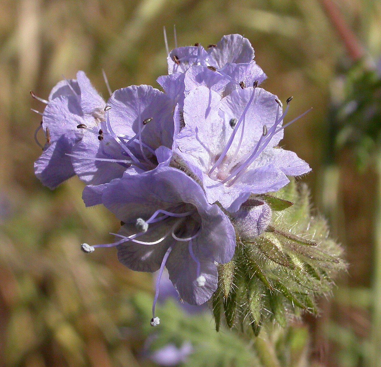 Lacy Phacelia (Phacelia tanacetifolia)