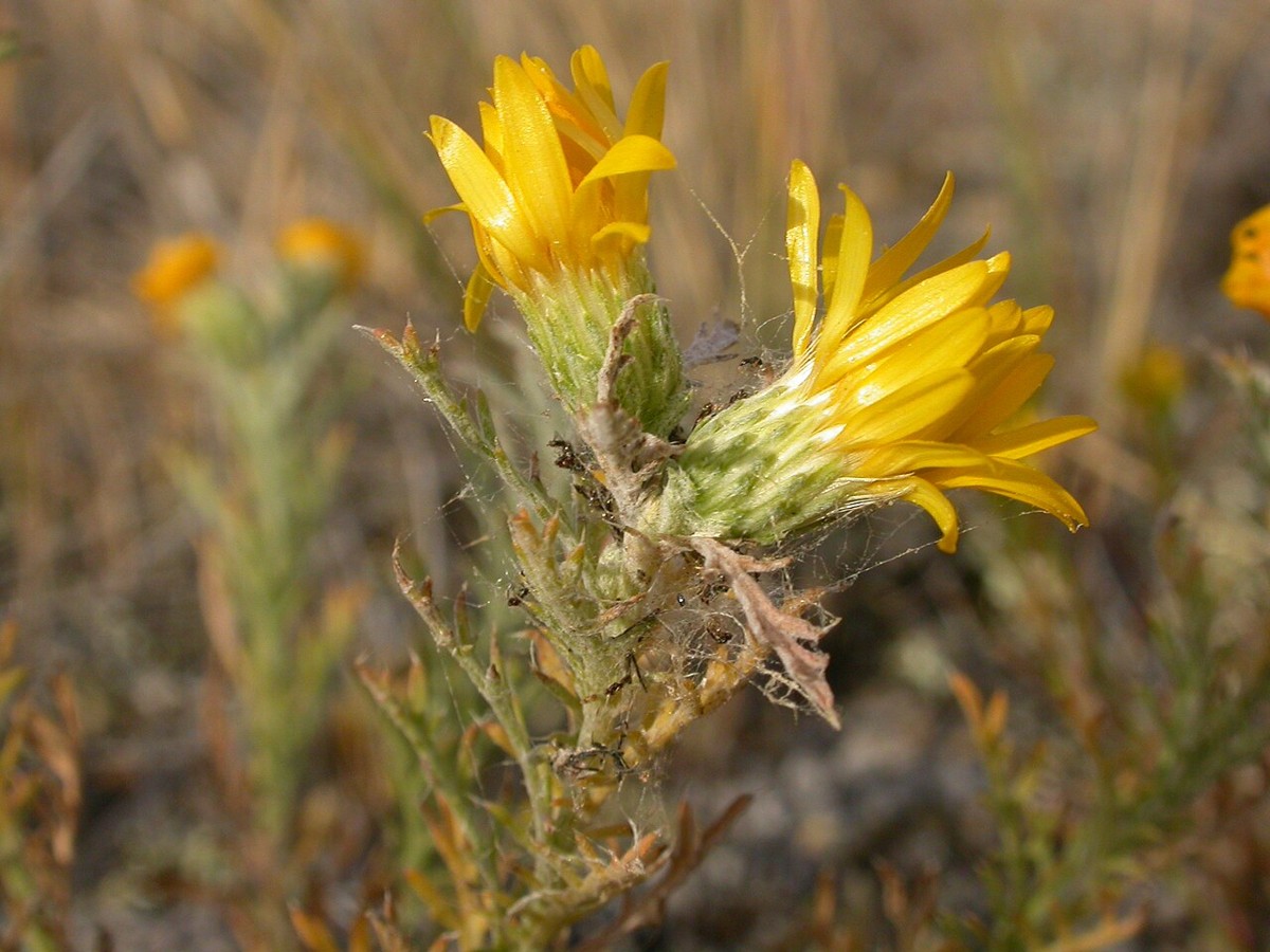 Lacy Tansyaster (Machaeranthera pinnatifida) - PlantNative.org Close-up of a single Lacy Tansyaster (Machaeranthera pinnatifida) flower head showing narrow yellow rays and spine-tipped leafy bracts