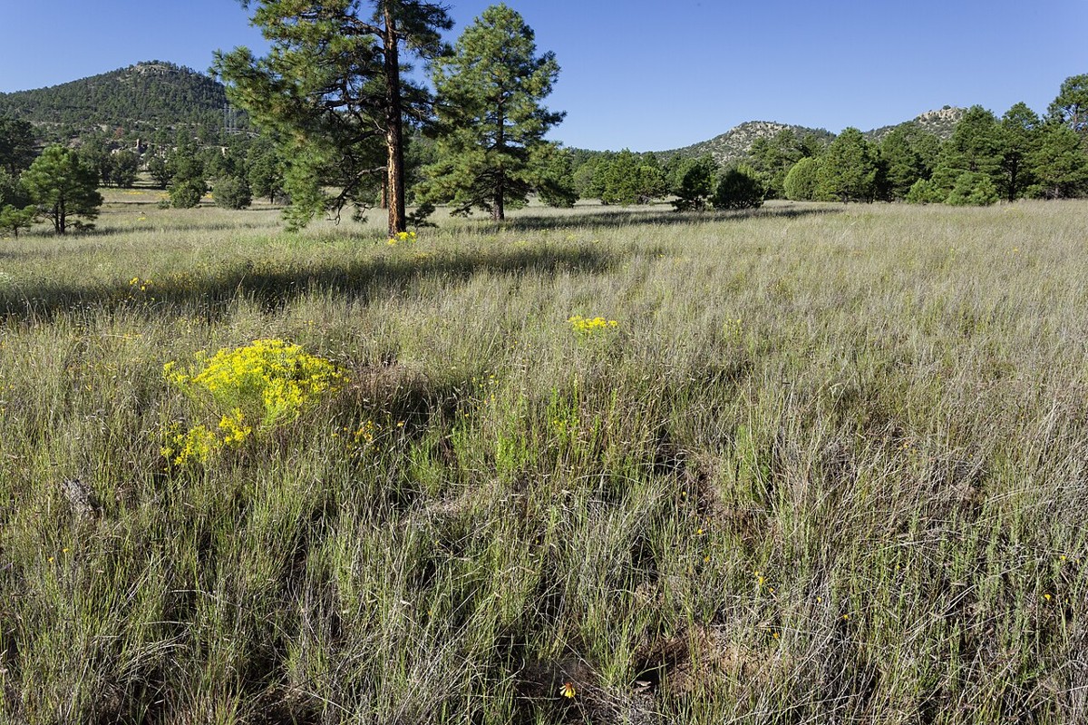 Lacy Tansyaster (Machaeranthera pinnatifida) - PlantNative.org Lacy Tansyaster (Machaeranthera pinnatifida) growing as yellow-flowered mounds in open pine-dotted grassland in New Mexico