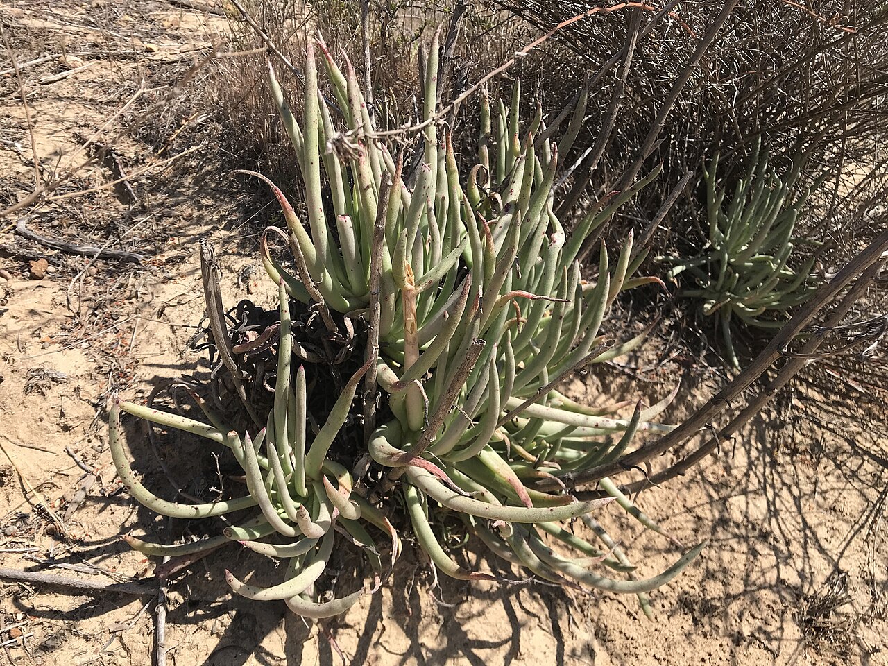 Ladyfingers (Dudleya edulis) - PlantNative.org Ladyfingers (Dudleya edulis) clump of pale green, finger-like succulent leaves growing from sandy soil at Torrey Pines, San Diego County