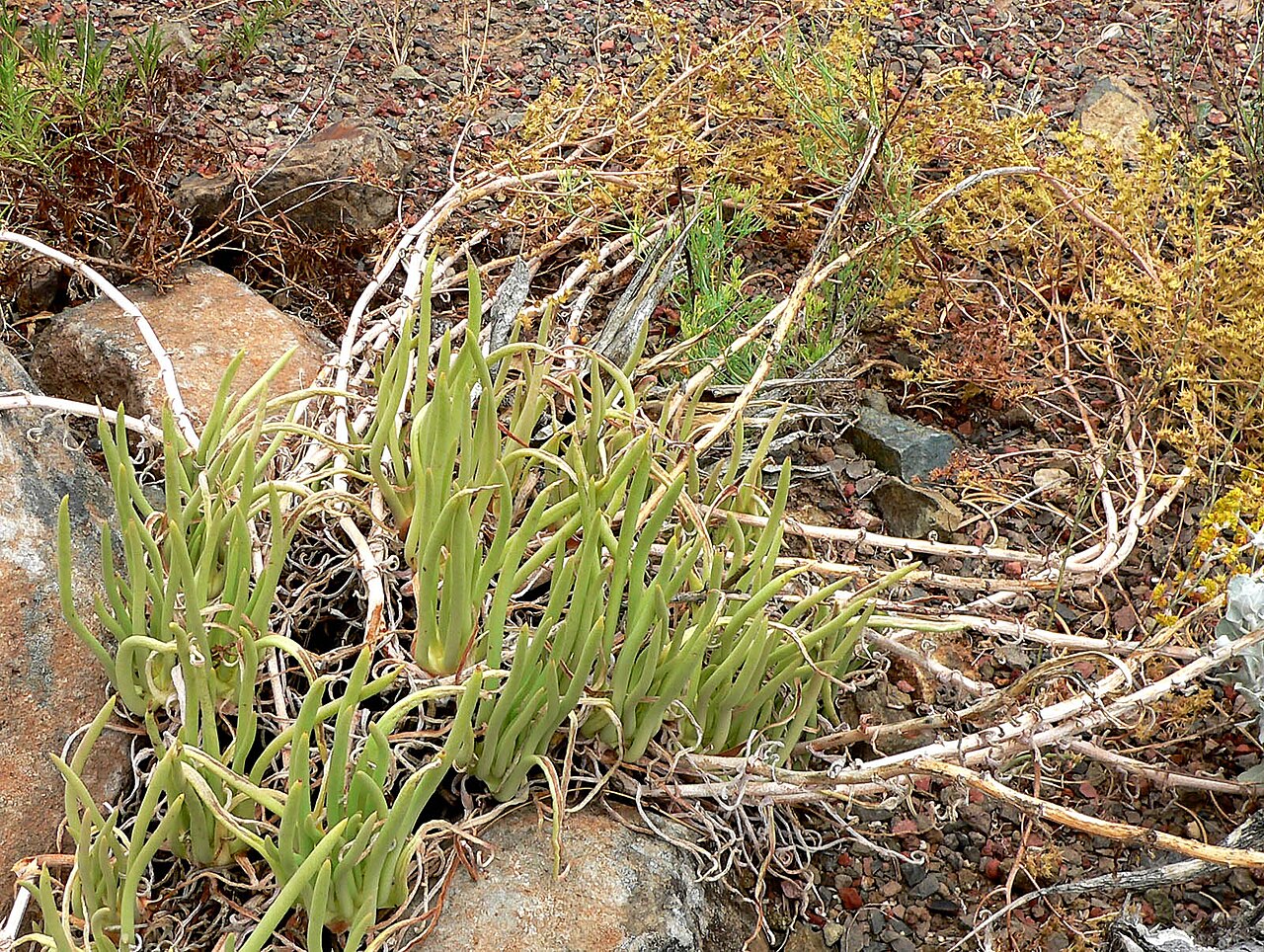Ladyfingers (Dudleya edulis) - PlantNative.org A weathered, drought-dormant clump of ladyfingers (Dudleya edulis) with curling dried stems growing among rocks in late-season coastal scrub