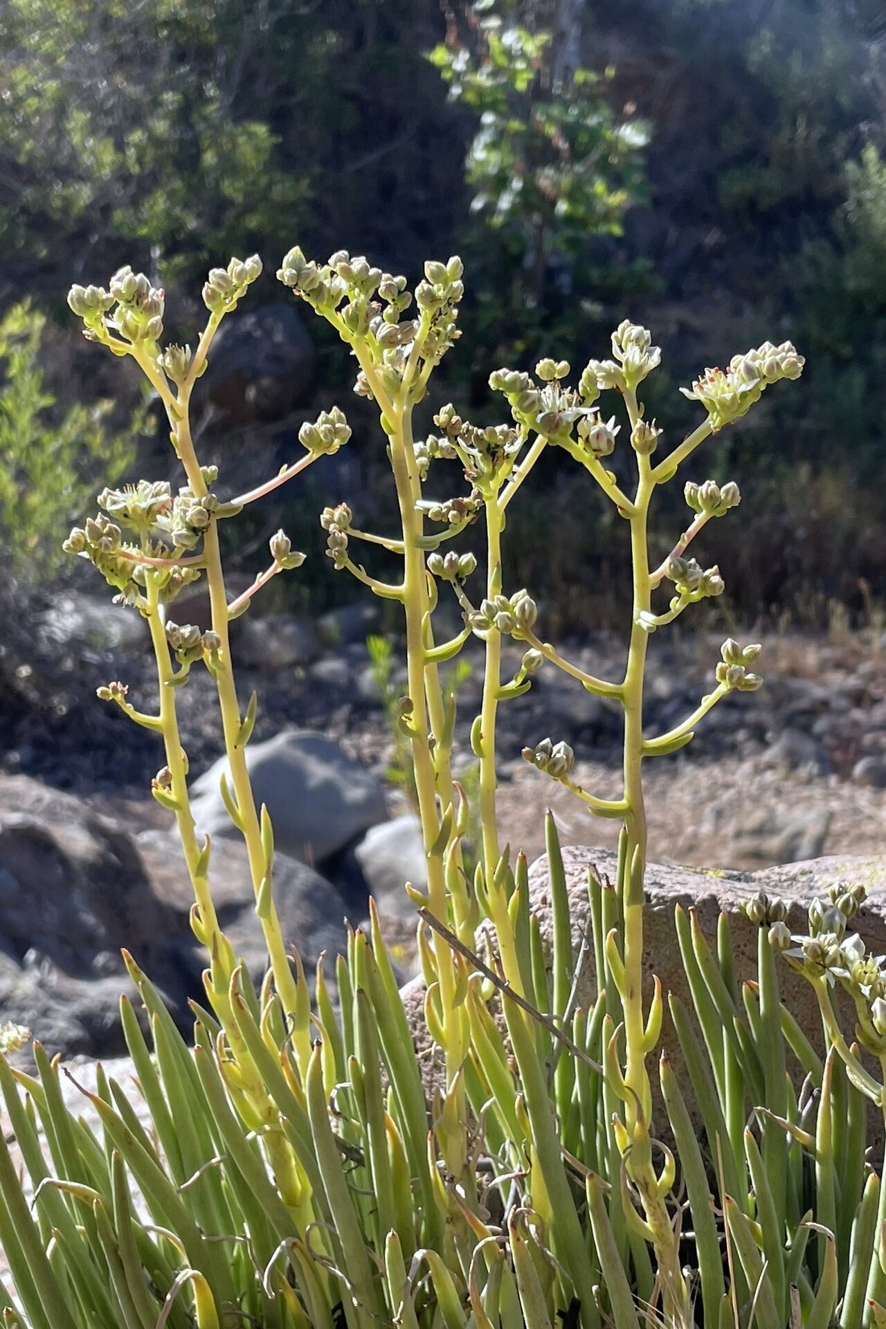 Ladyfingers (Dudleya edulis) - PlantNative.org Ladyfingers (Dudleya edulis) branching flower stalks with small white to cream star-shaped flowers rising above the succulent leaves