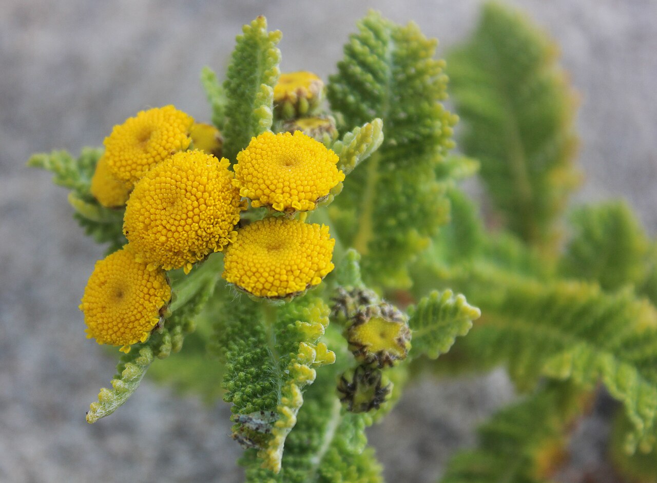 Lake Huron Tansy (Tanacetum bipinnatum) - PlantNative.org Close-up of Lake Huron Tansy (Tanacetum bipinnatum) yellow button flower heads and finely divided leaves on sandy, gravelly ground