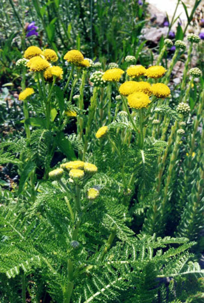 Lake Huron Tansy (Tanacetum bipinnatum) - PlantNative.org Lake Huron Tansy (Tanacetum bipinnatum) clump with finely divided silvery-green leaves and clusters of yellow button flowers