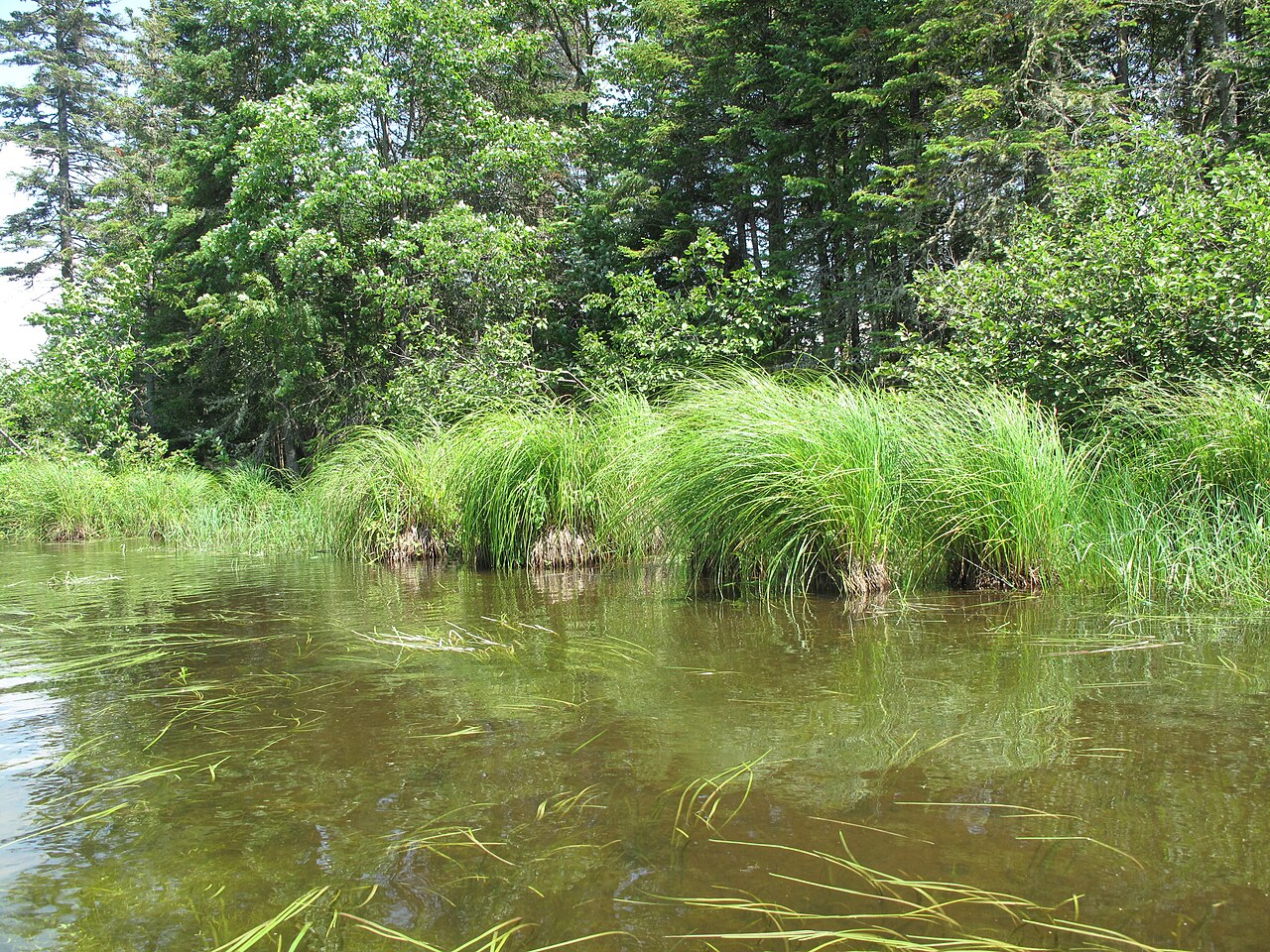 Lake Sedge (Carex lacustris) - PlantNative.org Lake sedge (Carex lacustris) tussocks reflecting in shallow lake water along a forested Quebec shoreline