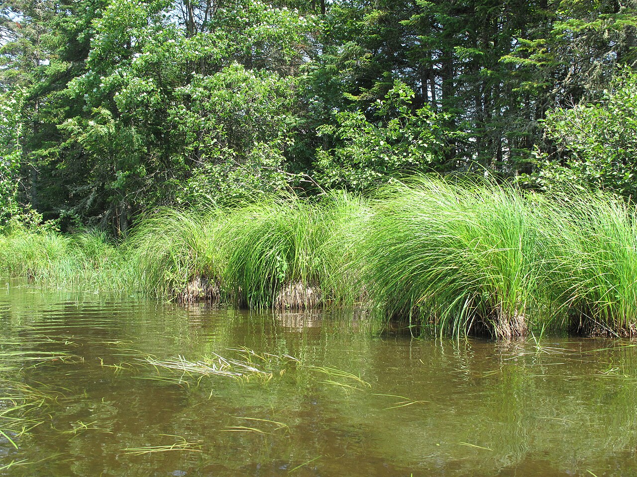 Lake Sedge (Carex lacustris) - PlantNative.org Lake sedge (Carex lacustris) growing as large tussocks along the shallow margin of a Quebec lake, with arching leaves rising from the water