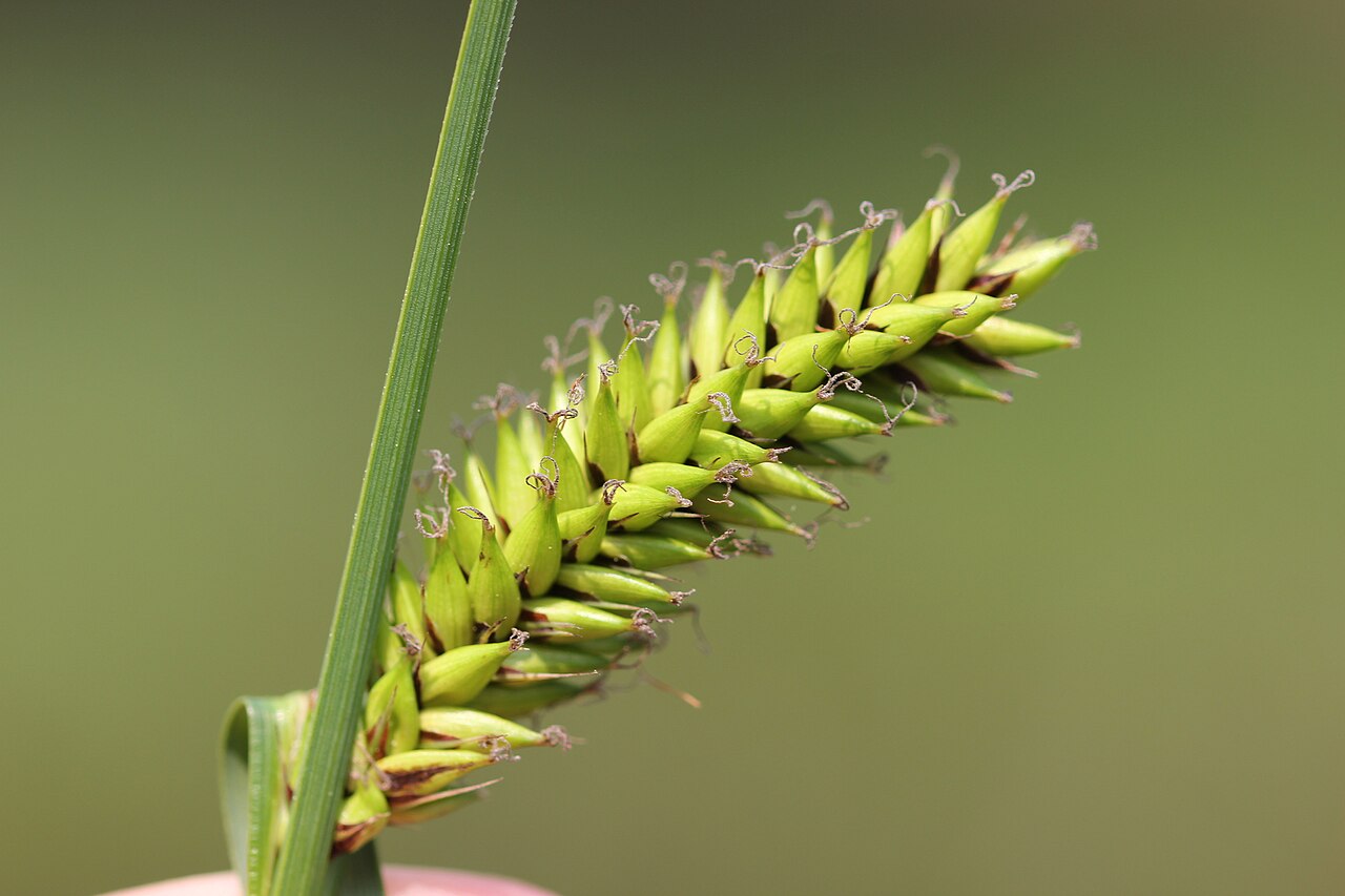 Lake Sedge (Carex lacustris) - PlantNative.org Close-up of a lake sedge (Carex lacustris) female flower spike showing the densely packed, beaked perigynia