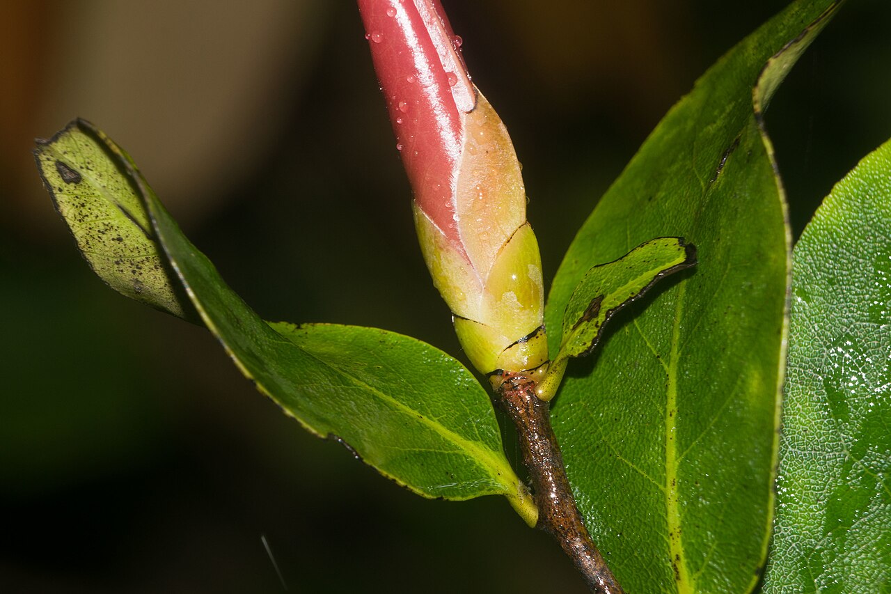 Lama (Diospyros hillebrandii) - PlantNative.org Salmon-pink new leaf bud of Lama (Diospyros hillebrandii) emerging among mature dark green leaves