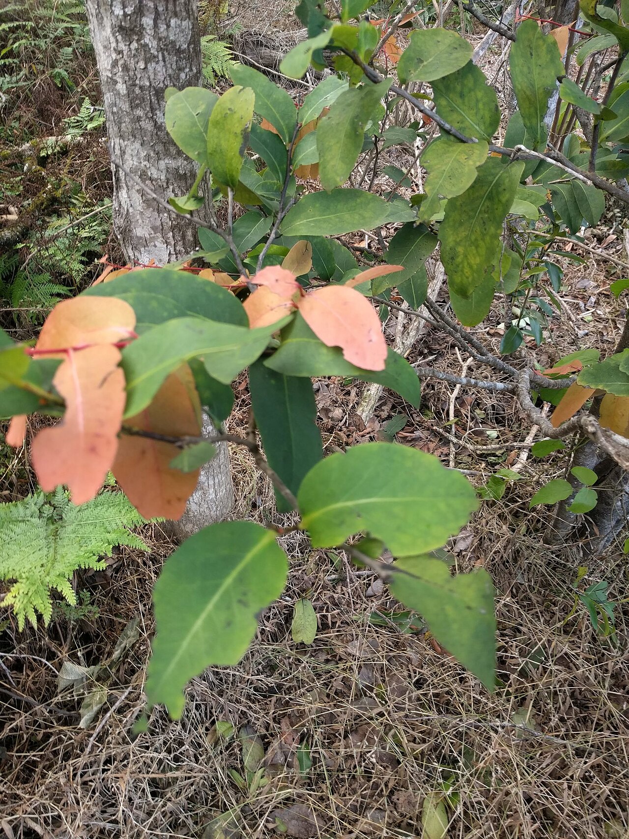 Lama (Diospyros hillebrandii) - PlantNative.org Lama (Diospyros hillebrandii) sapling with glossy green leaves and salmon-pink new growth beside a mossy trunk in a Hawaiian mesic forest