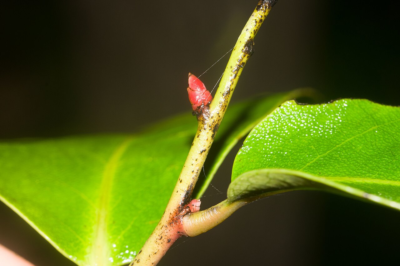 Lama (Diospyros hillebrandii) - PlantNative.org Close-up of a Lama (Diospyros hillebrandii) stem showing a glossy leaf and a small reddish bud at a leaf node