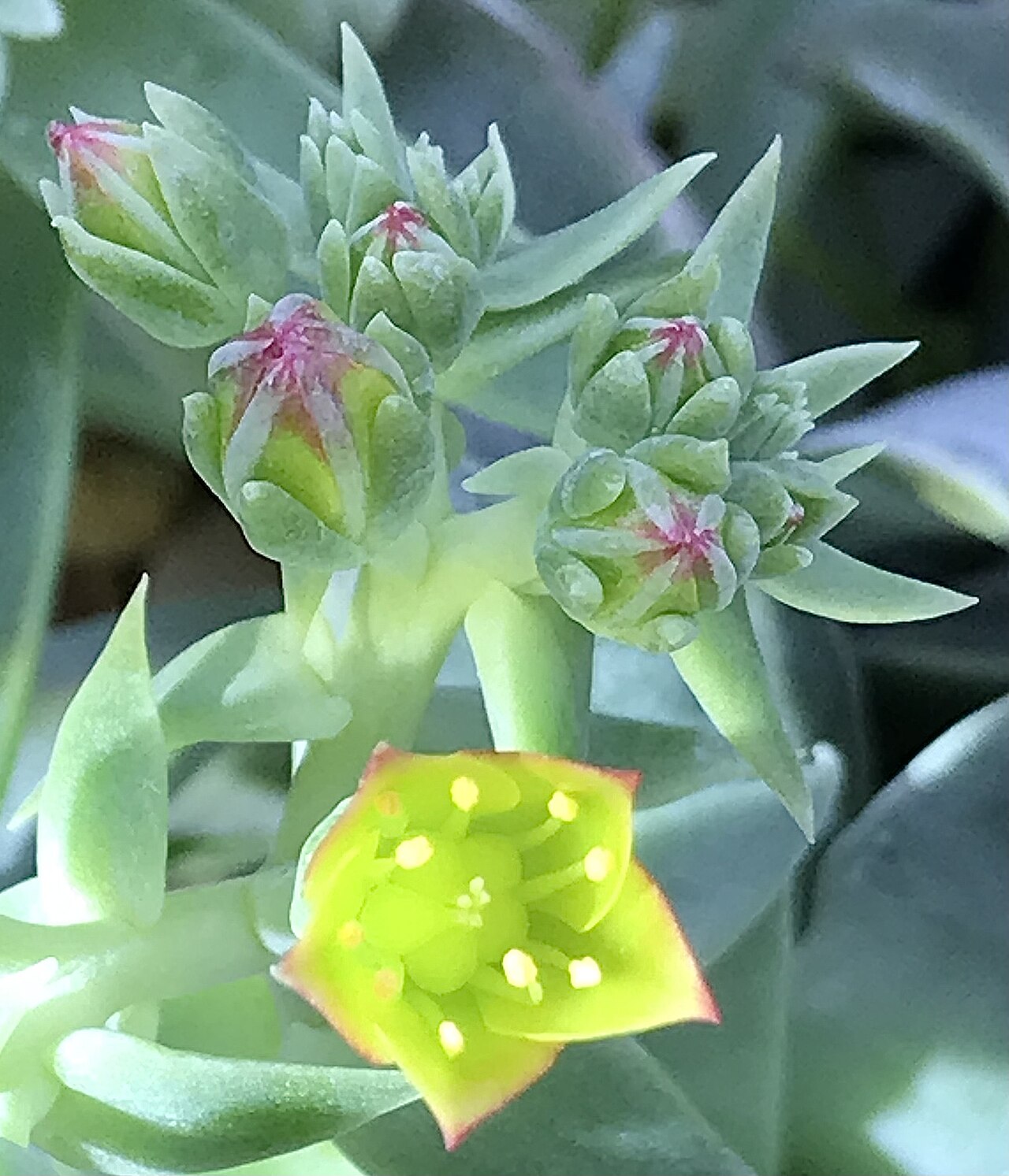 Lanceleaf Liveforever (Dudleya lanceolata) - PlantNative.org Close-up of lanceleaf liveforever (Dudleya lanceolata) flower buds and an open yellow-green flower showing the interior structure