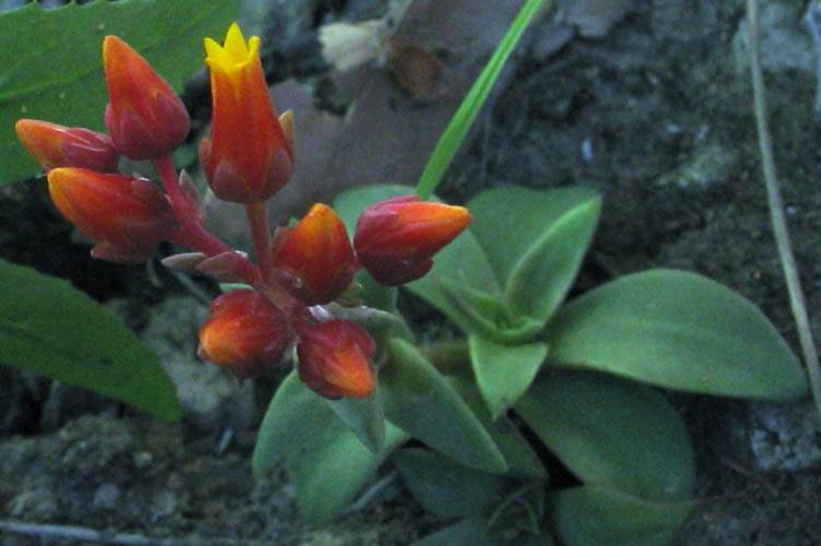 Lanceleaf Liveforever (Dudleya lanceolata) - PlantNative.org Lanceleaf liveforever (Dudleya lanceolata) red-orange tubular flowers with bright yellow tips rising above the rosette