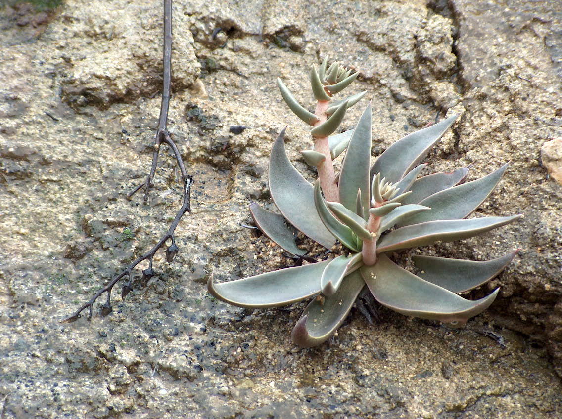 Lanceleaf Liveforever (Dudleya lanceolata) - PlantNative.org Lanceleaf liveforever (Dudleya lanceolata) rosette of narrow, curved, blue-green leaves growing from a rock crevice
