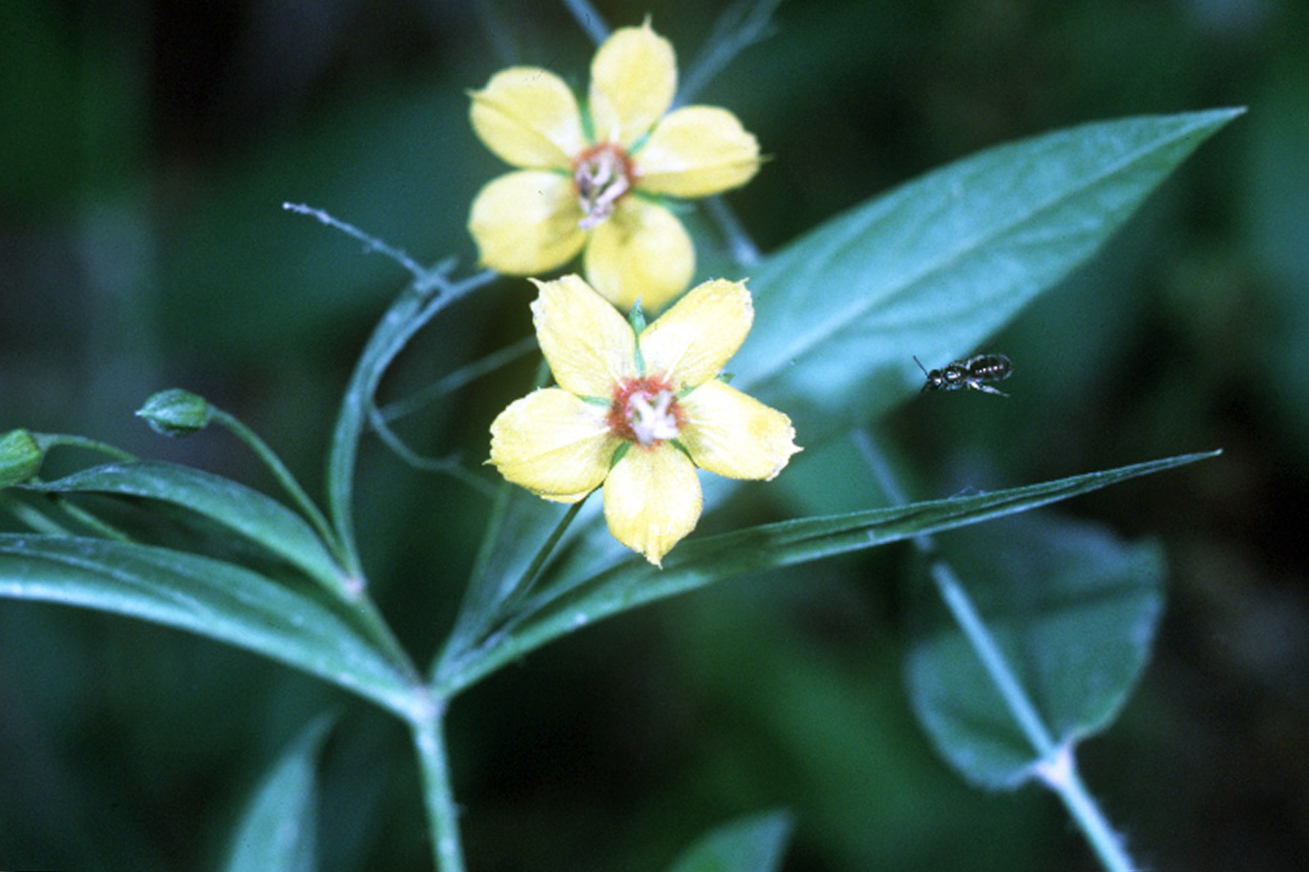 Lanceleaf Loosestrife (Lysimachia lanceolata) - PlantNative.org Lanceleaf loosestrife (Lysimachia lanceolata) nodding yellow flowers with orange centers among narrow opposite leaves