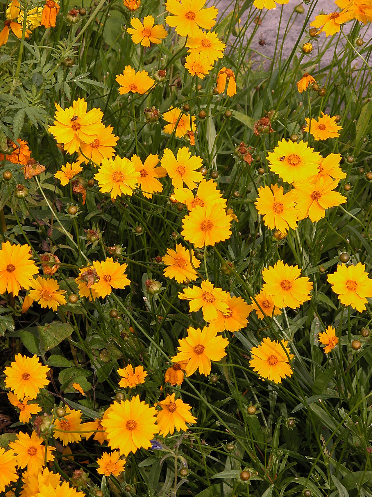 Large-flowered Coreopsis (Coreopsis grandiflora) - PlantNative.org Large-flowered coreopsis (Coreopsis grandiflora) bloom showing a reddish-brown blotch at the base of the yellow ray flowers