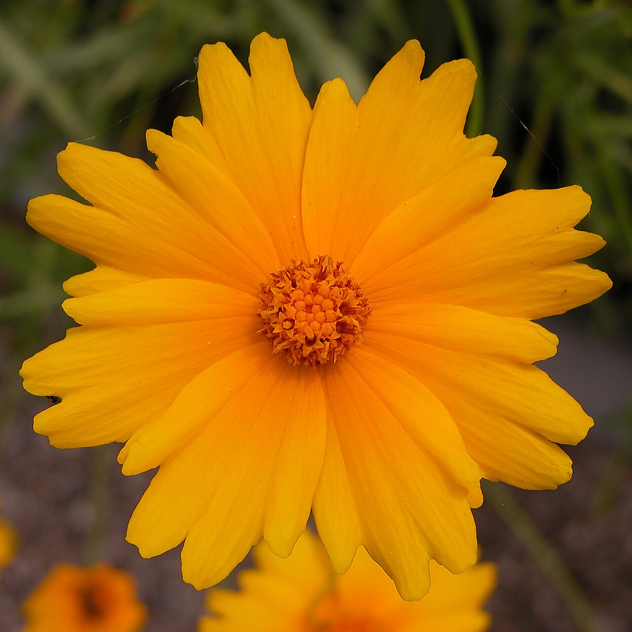Large-flowered Coreopsis (Coreopsis grandiflora) - PlantNative.org Close-up of a single large-flowered coreopsis (Coreopsis grandiflora) bloom showing toothed yellow ray flowers and a central disc