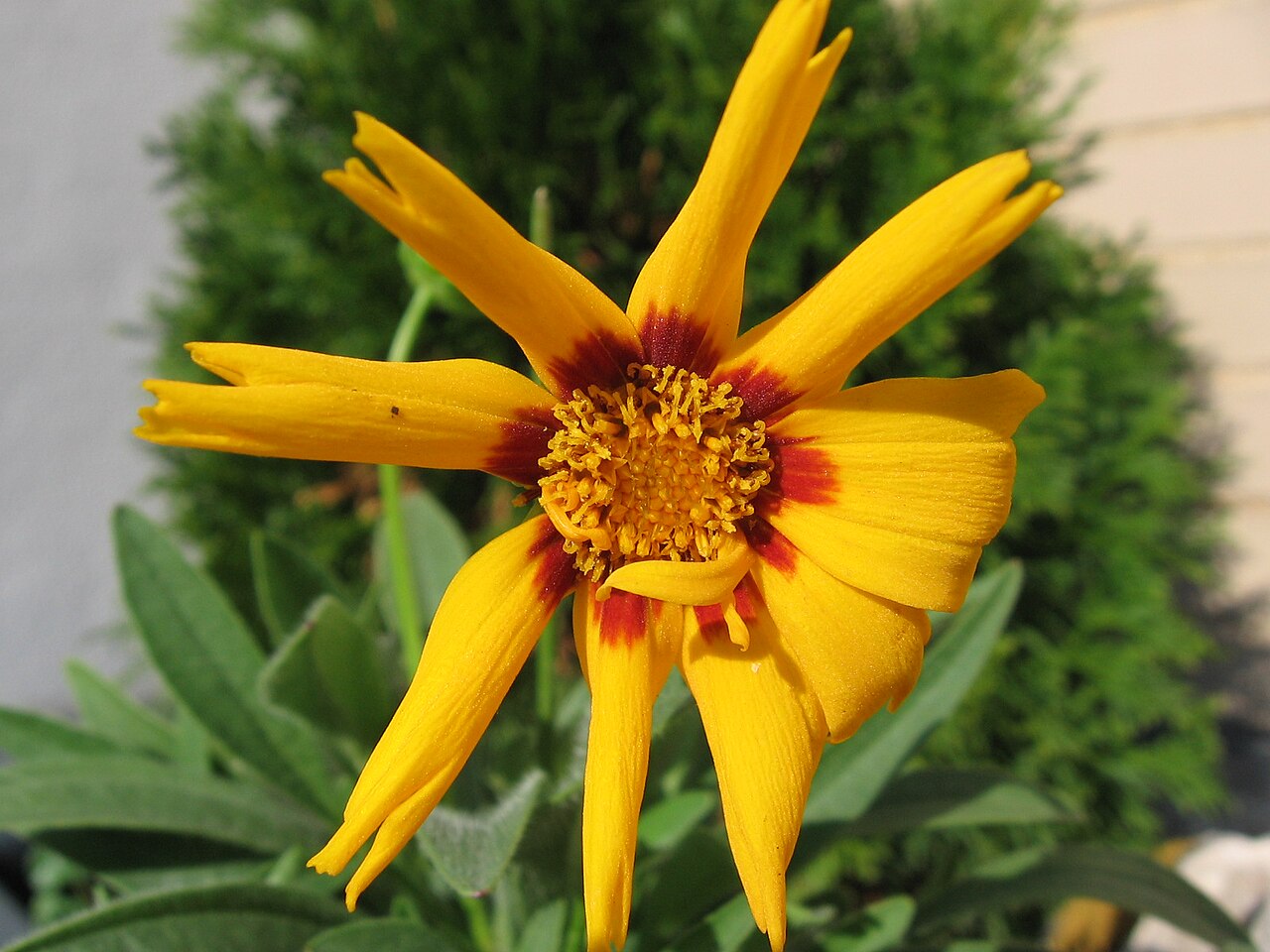 Large-flowered Coreopsis (Coreopsis grandiflora) - PlantNative.org Clump of large-flowered coreopsis (Coreopsis grandiflora) with many bright yellow daisy-like flowers over finely divided foliage