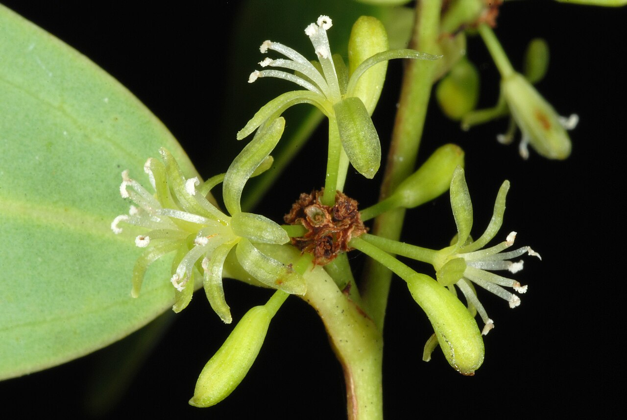 Laurel Greenbrier (Smilax laurifolia) - PlantNative.org Close-up of small greenish-white Smilax laurifolia flowers with prominent stamens, clustered along a stem beside a glossy leaf